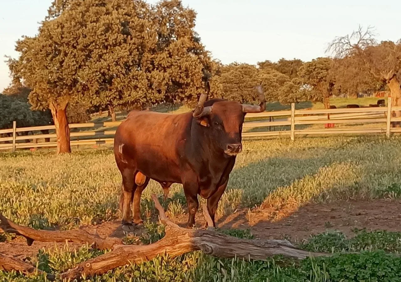 A fighting bull on a ranch in Jaén province, standing on grass beside a wooden fence under holm oaks at sunset