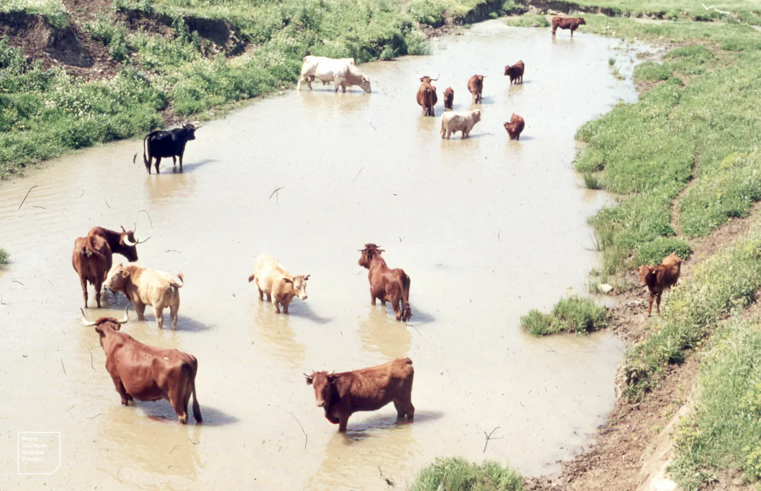 A breeding herd of fighting cattle standing in shallow water near Tarifa in Cádiz province