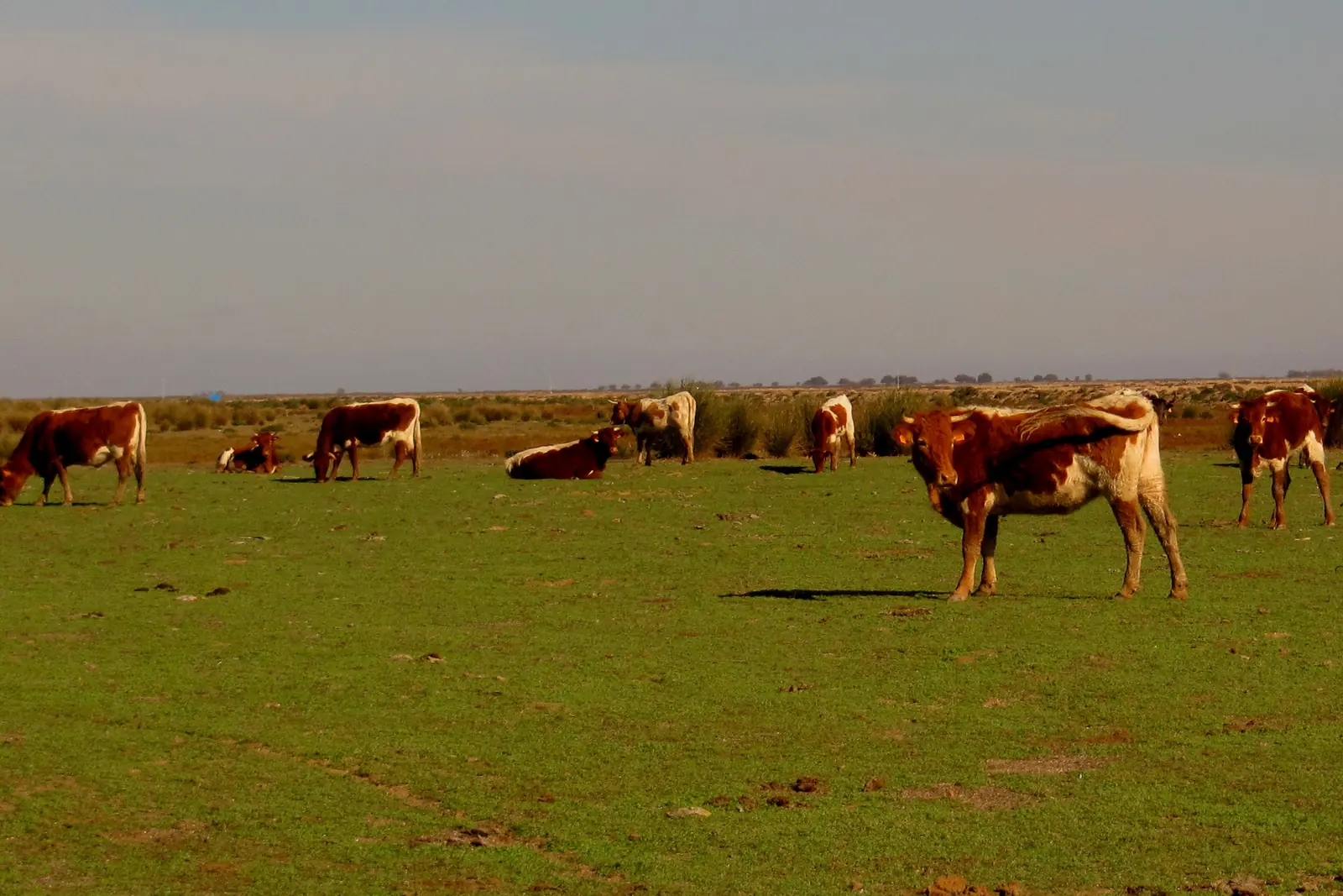 Reddish-brown cattle grazing on a wide green marsh pasture near Sanlúcar de Barrameda in Cádiz province